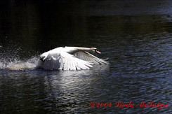 9th photo